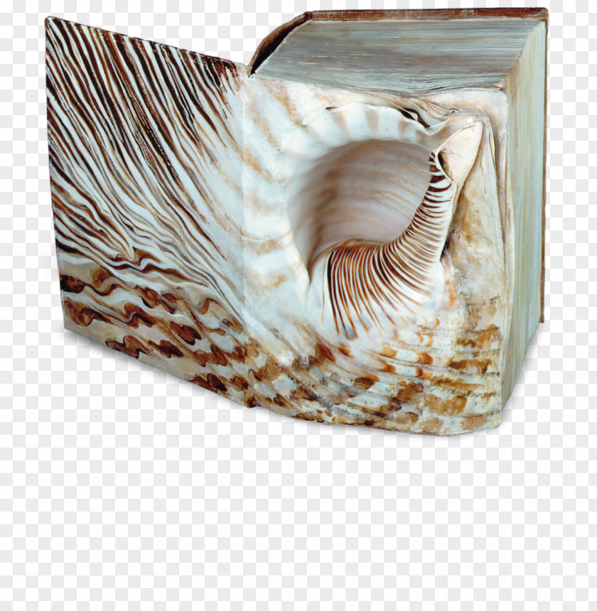 Seashell Das Buch: Roman Nautiluses Conchology Conch Piercing PNG