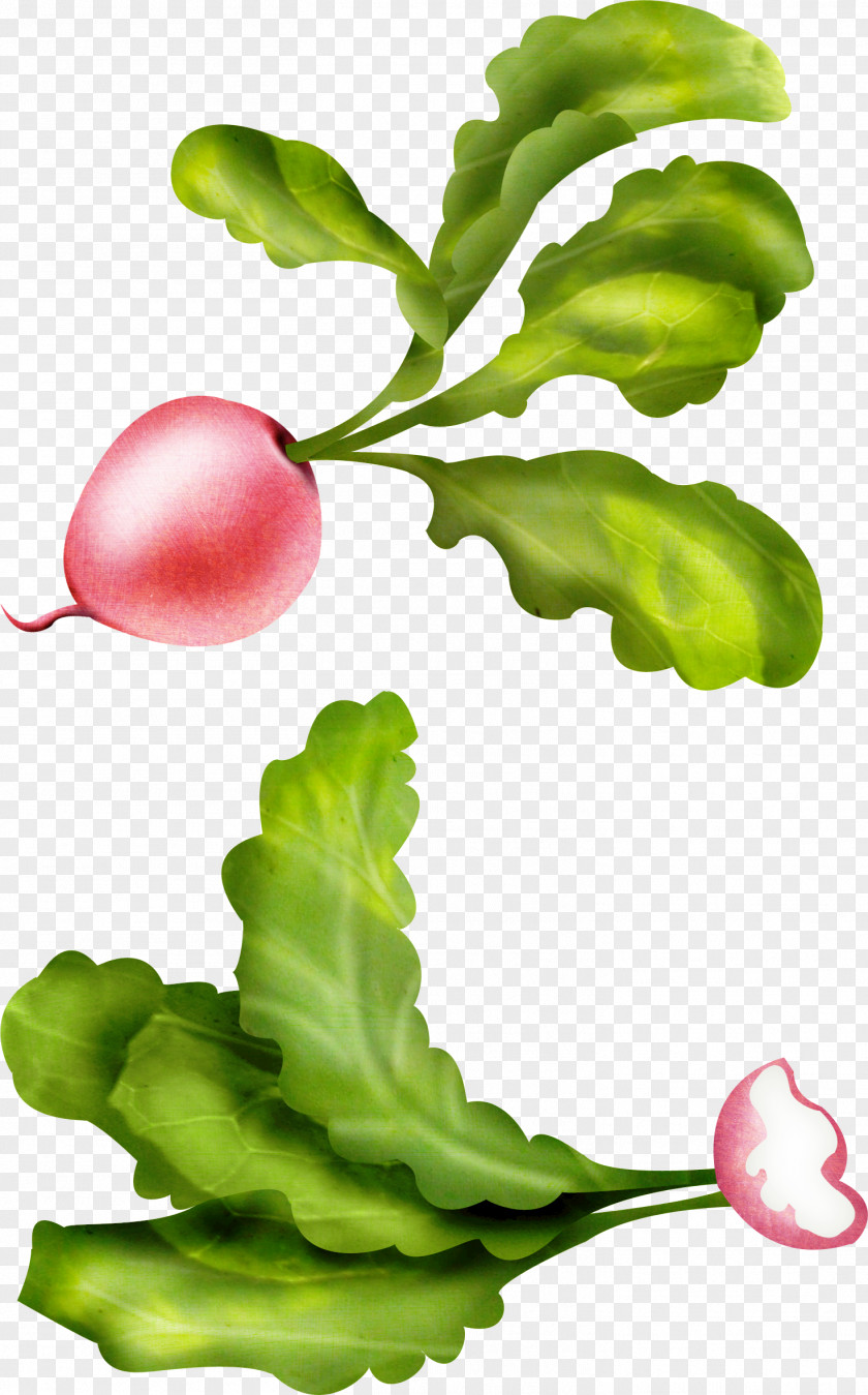 White Radish Cai Garden Clip Art Daikon Image PNG