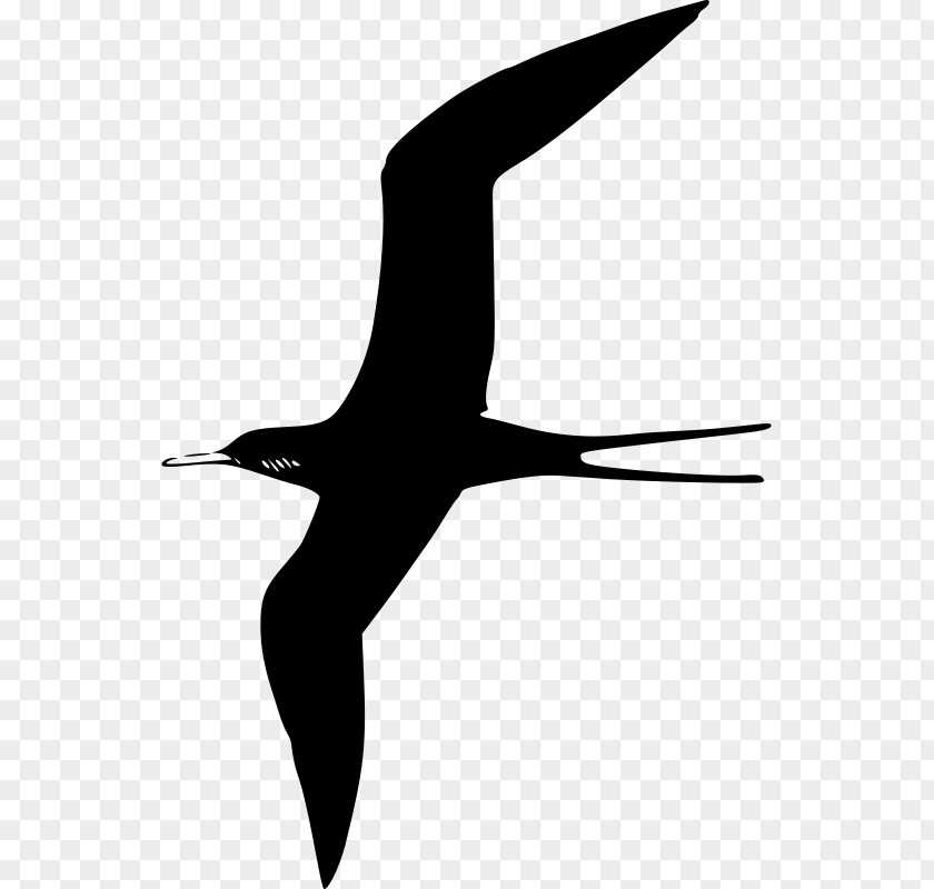 Bird Frigatebird Gulls Clip Art PNG