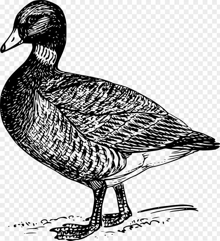 Ducks Goose Bird Duck Drawing PNG