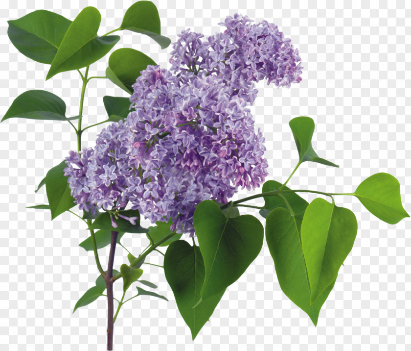 Lilac LiveInternet Clip Art PNG