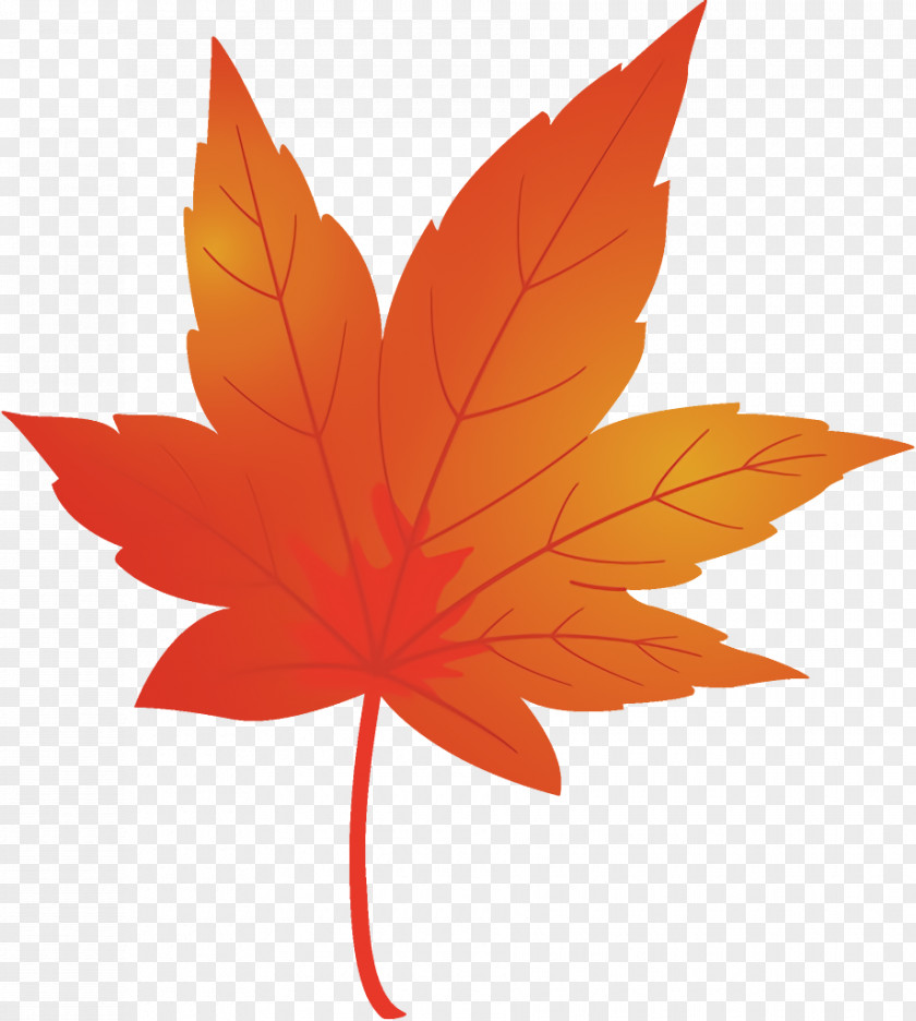 Petal Woody Plant Maple Leaf Fallen Dead PNG