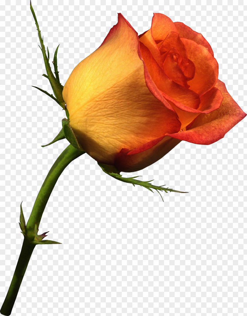 Rose Valentine's Day Gfycat PNG