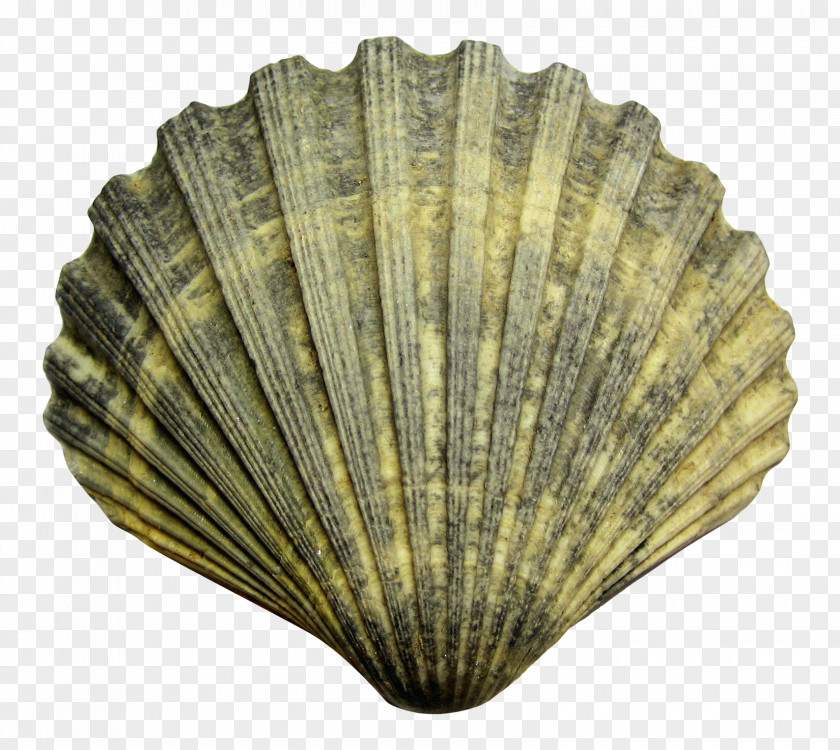 Sea Shell Seashell Cockle PNG