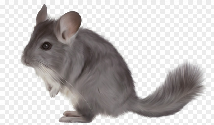 Short-tailed Chinchilla Rodent Clip Art PNG