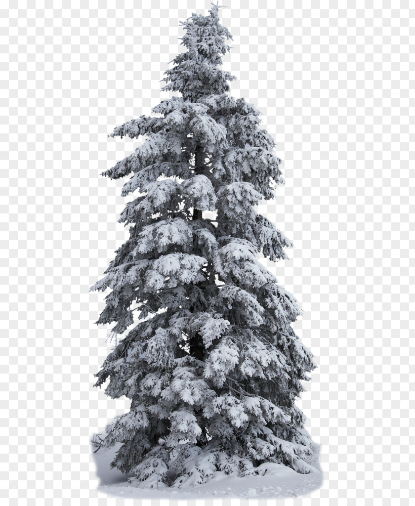 Tree Spruce Pine Christmas PNG