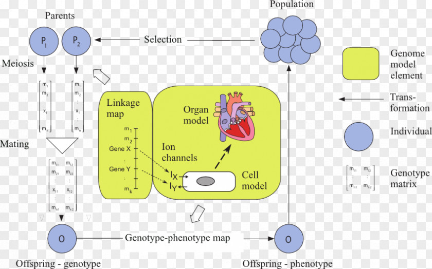 Umb Genotype–phenotype Distinction Plant Genetics PNG