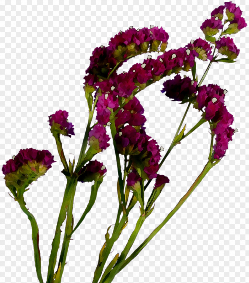 Vervain Amaranth Cut Flowers Annual Plant Stem PNG