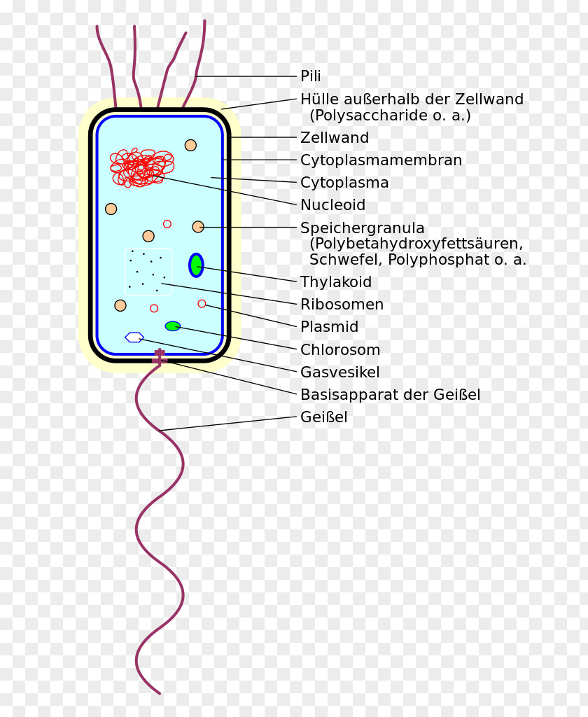 BACTERIUM Bacteria Thylakoid Prokaryote Cell System PNG