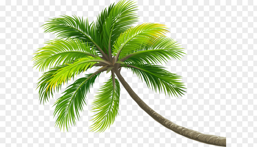 Coconut Water Palm Trees Milk Digital Cameras PNG