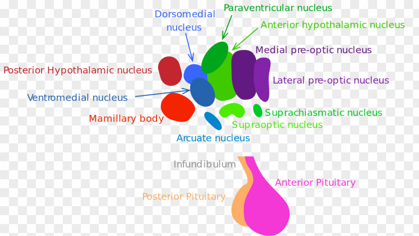 Hypothalamus Paraventricular Nucleus Of Arcuate Pituitary Gland Anatomy PNG