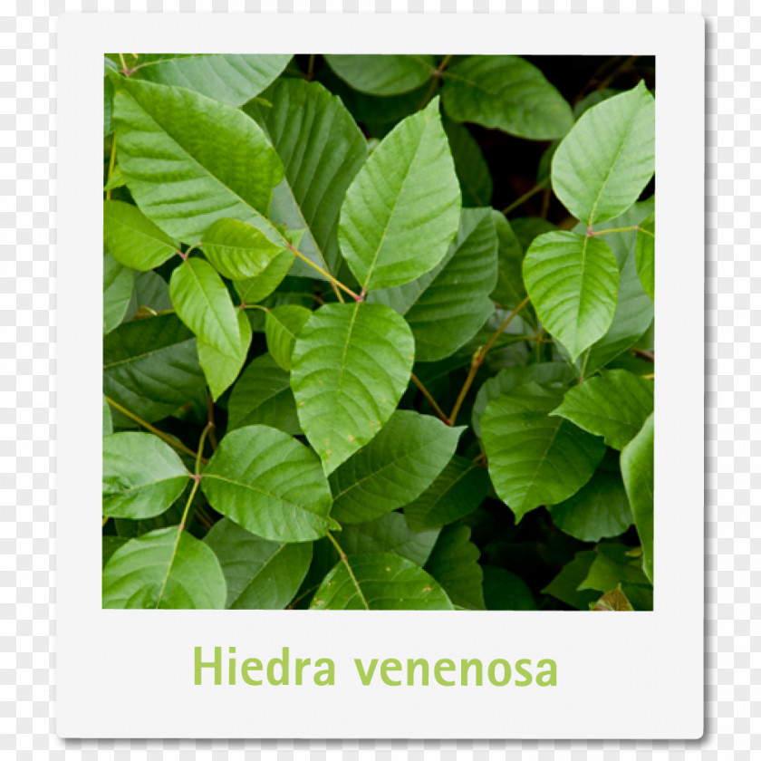 Plant Poison Ivy Sumac Urushiol PNG