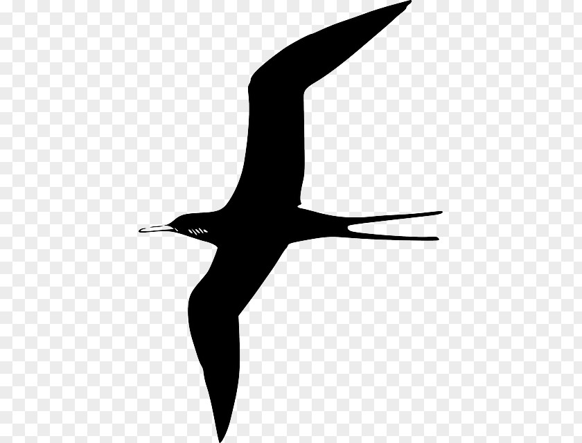 Seagull Gliding Frigatebird Gulls Clip Art Vector Graphics PNG