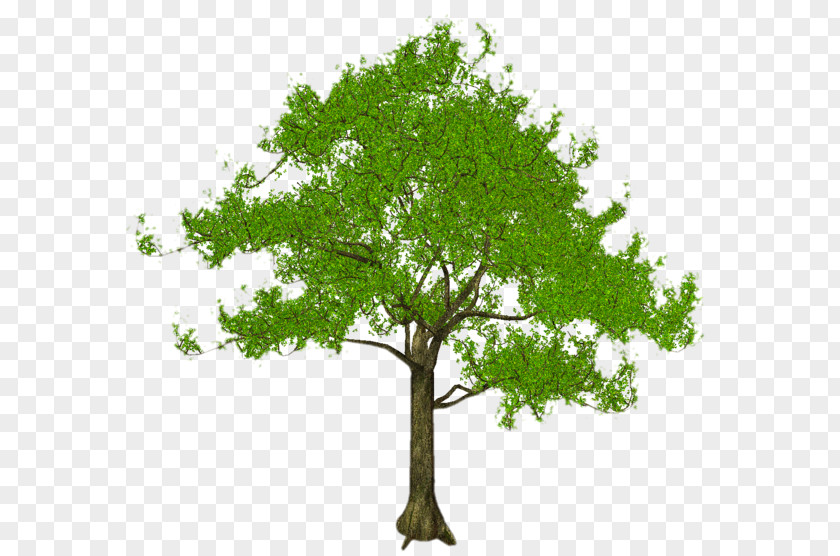 Tree Stock Photography Royalty-free Art PNG