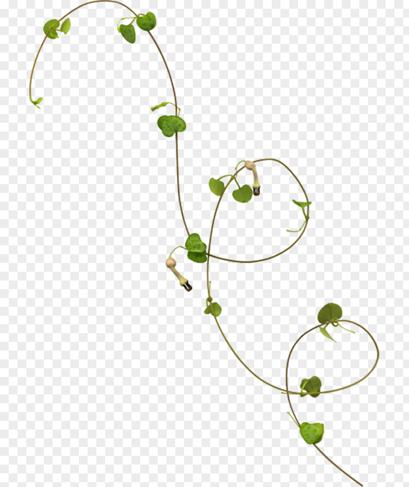 Vines Are Available For Free Download Vine Rattan Calameae PNG