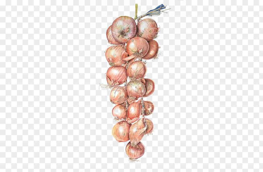 Watercolor Onion Painting Illustration PNG