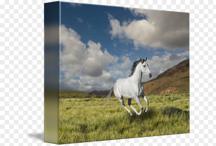 Whitehorse Mustang Mare Stallion Pony Pack Animal PNG