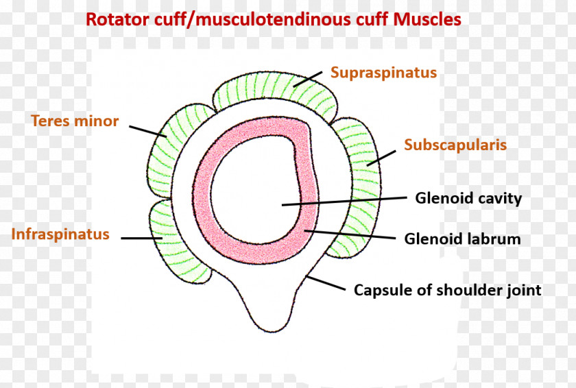 Basal Duct Ear Line Angle Font PNG