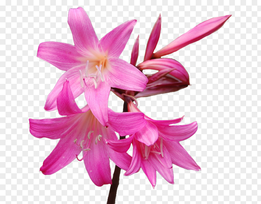 Flower Amaryllis Belladonna Hippeastrum Lilium PNG
