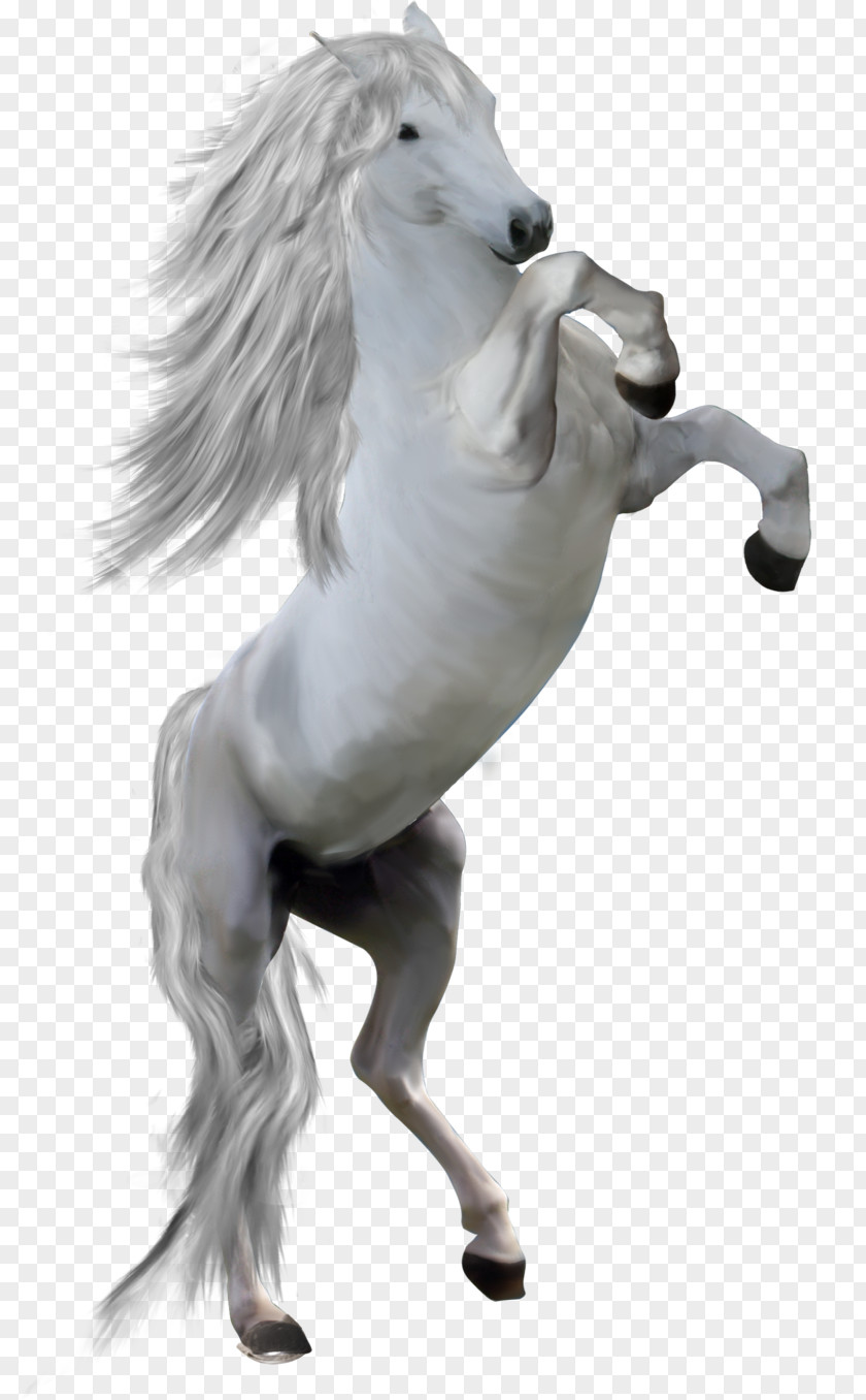 Mustang Mane Pony Stallion PNG