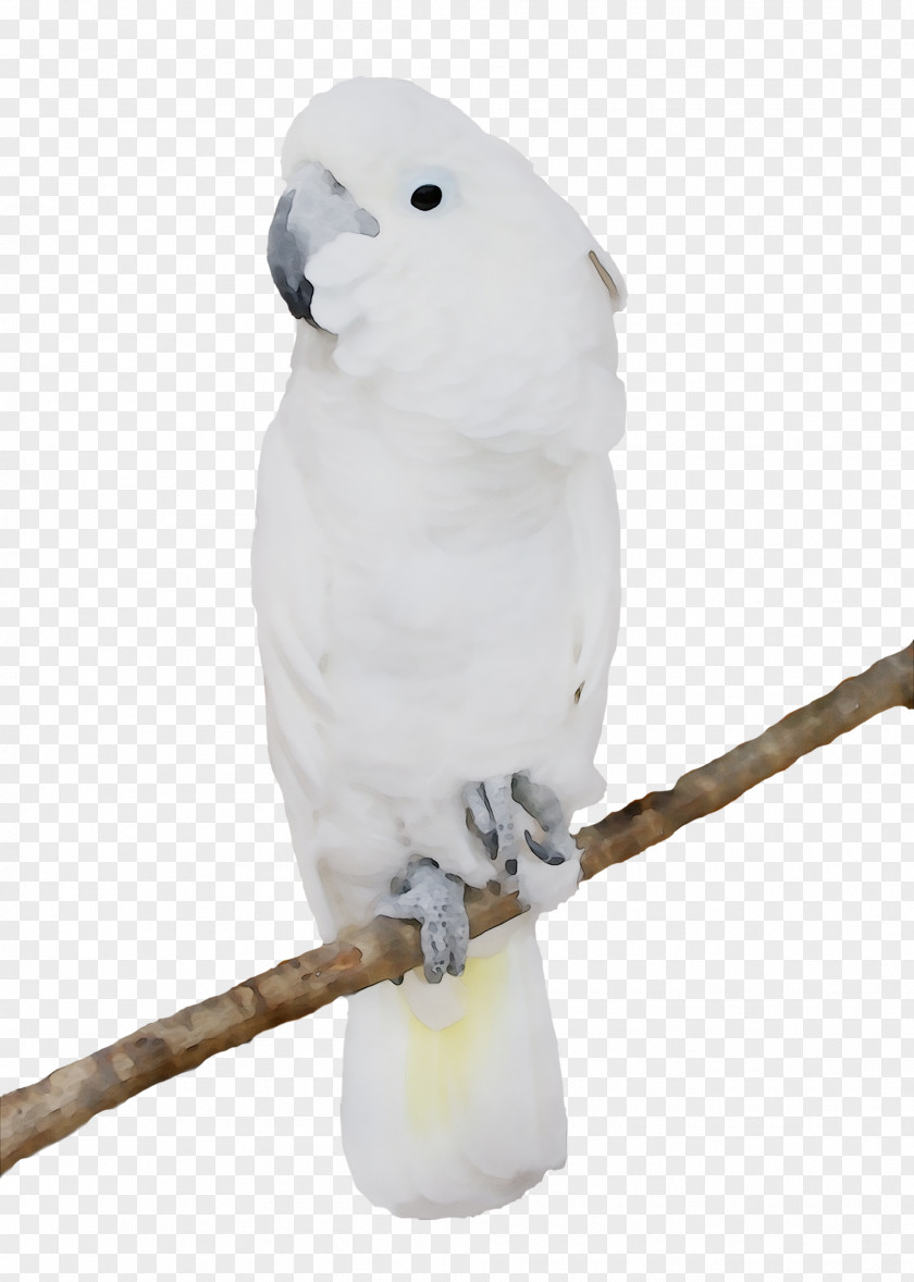 Sulphur-crested Cockatoo Bird Budgerigar GIF Image PNG