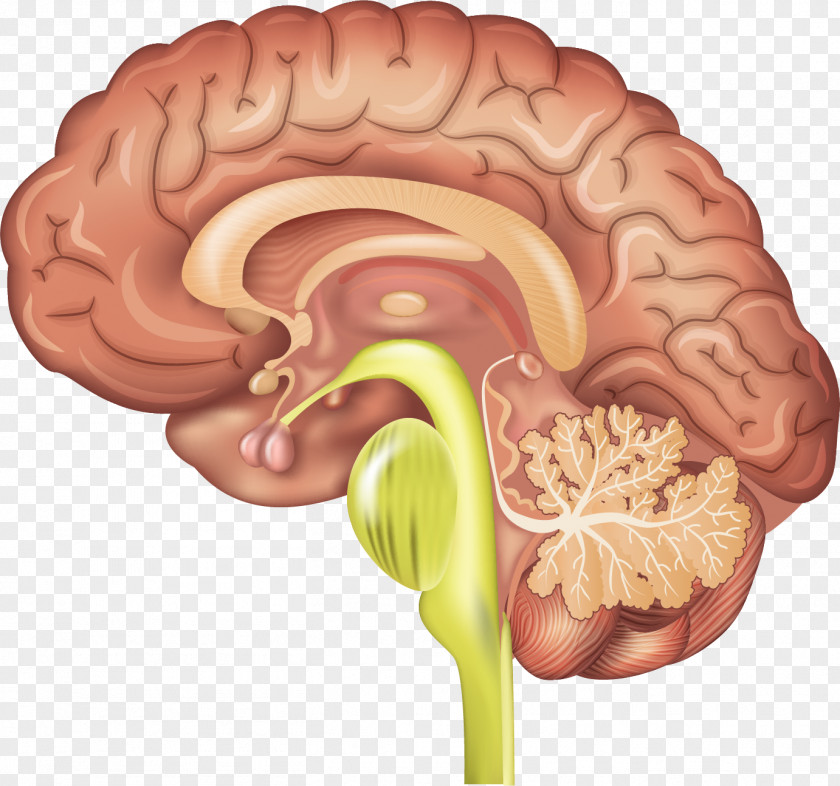 Brain Pituitary Gland Anterior Human Secretion PNG