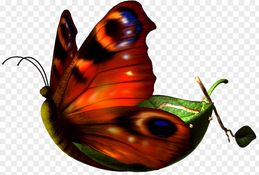 Butterflies Monarch Butterfly Clip Art PNG