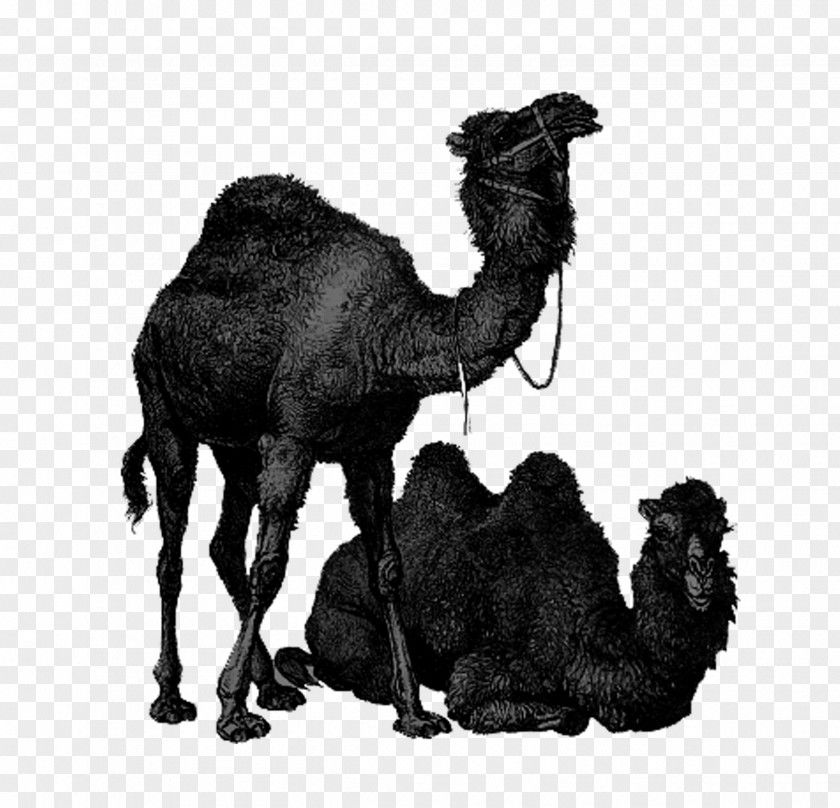 Camel Dromedary Bactrian Australian Feral Lixe7oes De Arabe: UM GUIA PARA INICIANTES Clip Art PNG