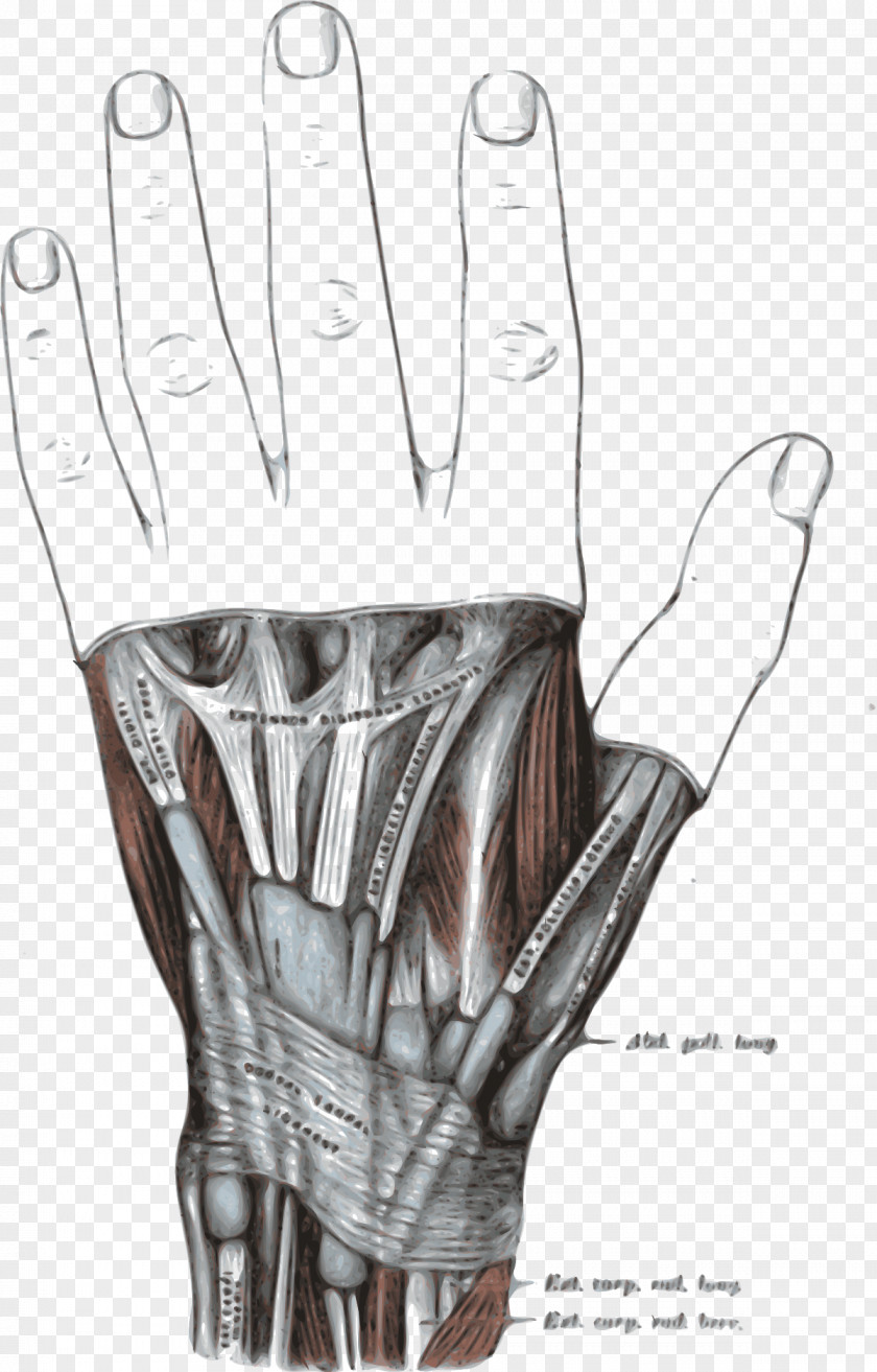 Hand Extensor Retinaculum Of The Digitorum Muscle Pollicis Longus Brevis Abductor PNG