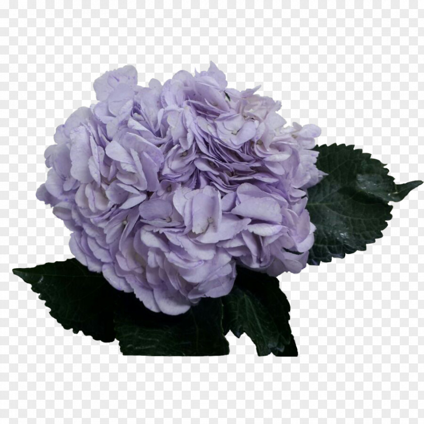 Hydrangea Lavender Violet Lilac Purple PNG