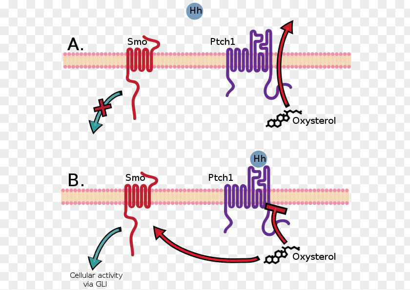 Prostate Gland Patched Hedgehog Signaling Pathway PTCH1 Signal Transduction Cell PNG