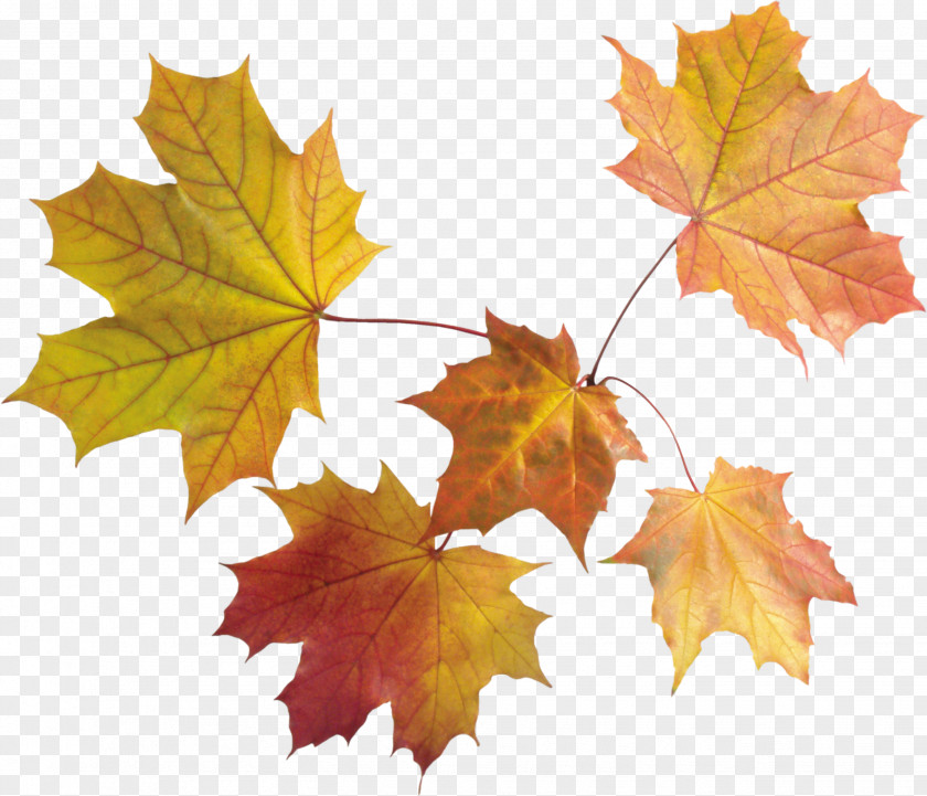 Autumn Leaves Maple Leaf Color PNG