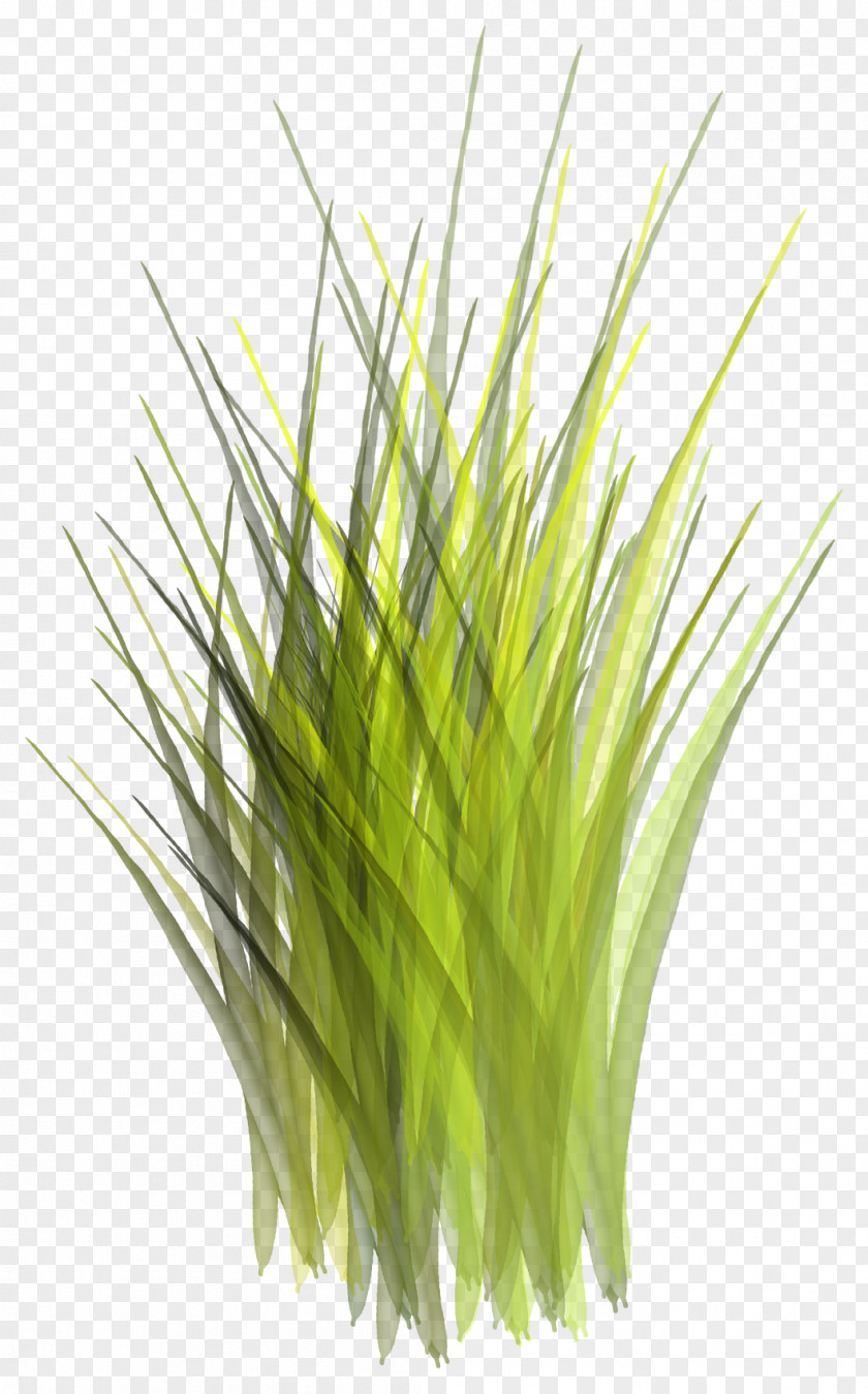Green Grass Google Images PNG