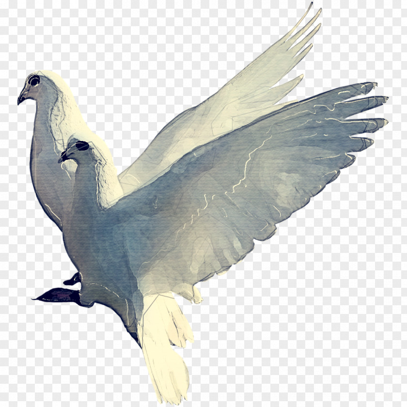 Peace Cranelike Bird Dove PNG