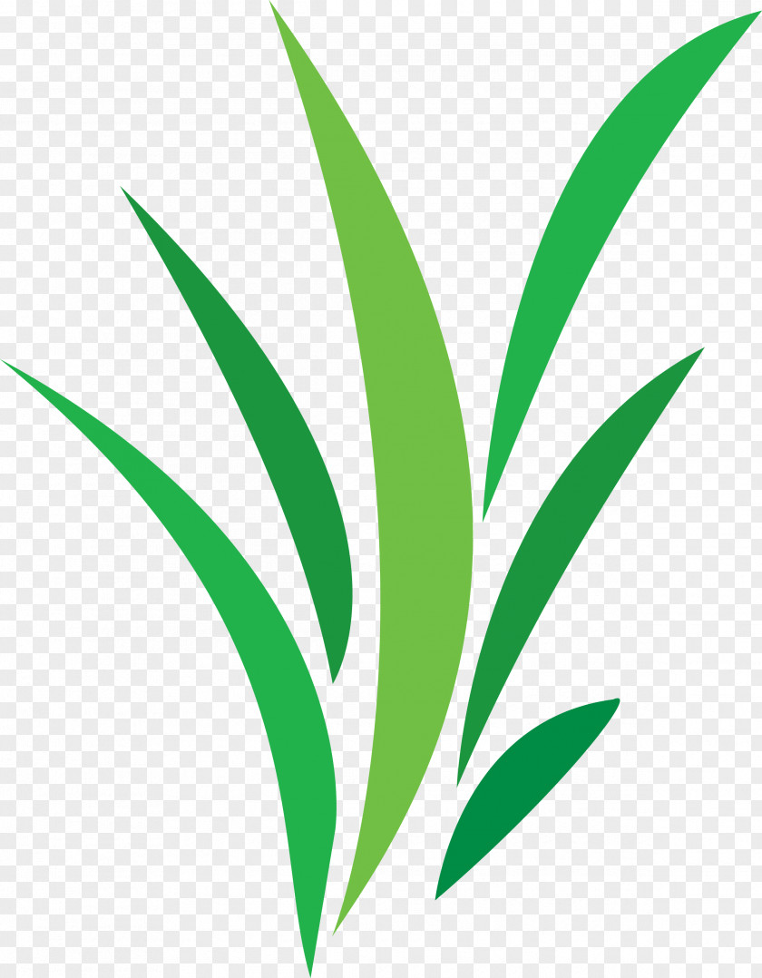 Plantes De Balcon D'co Verte Portable Network Graphics Plants Green Image PNG