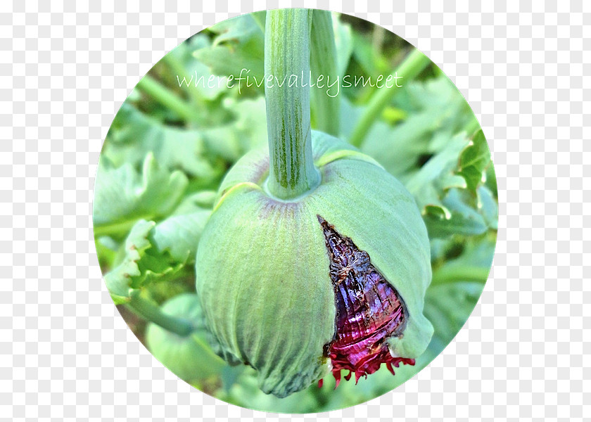 Poppy Seed Herb PNG