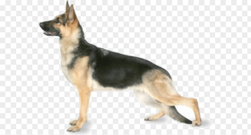 Puppy The German Shepherd Dog Anatolian Breed PNG