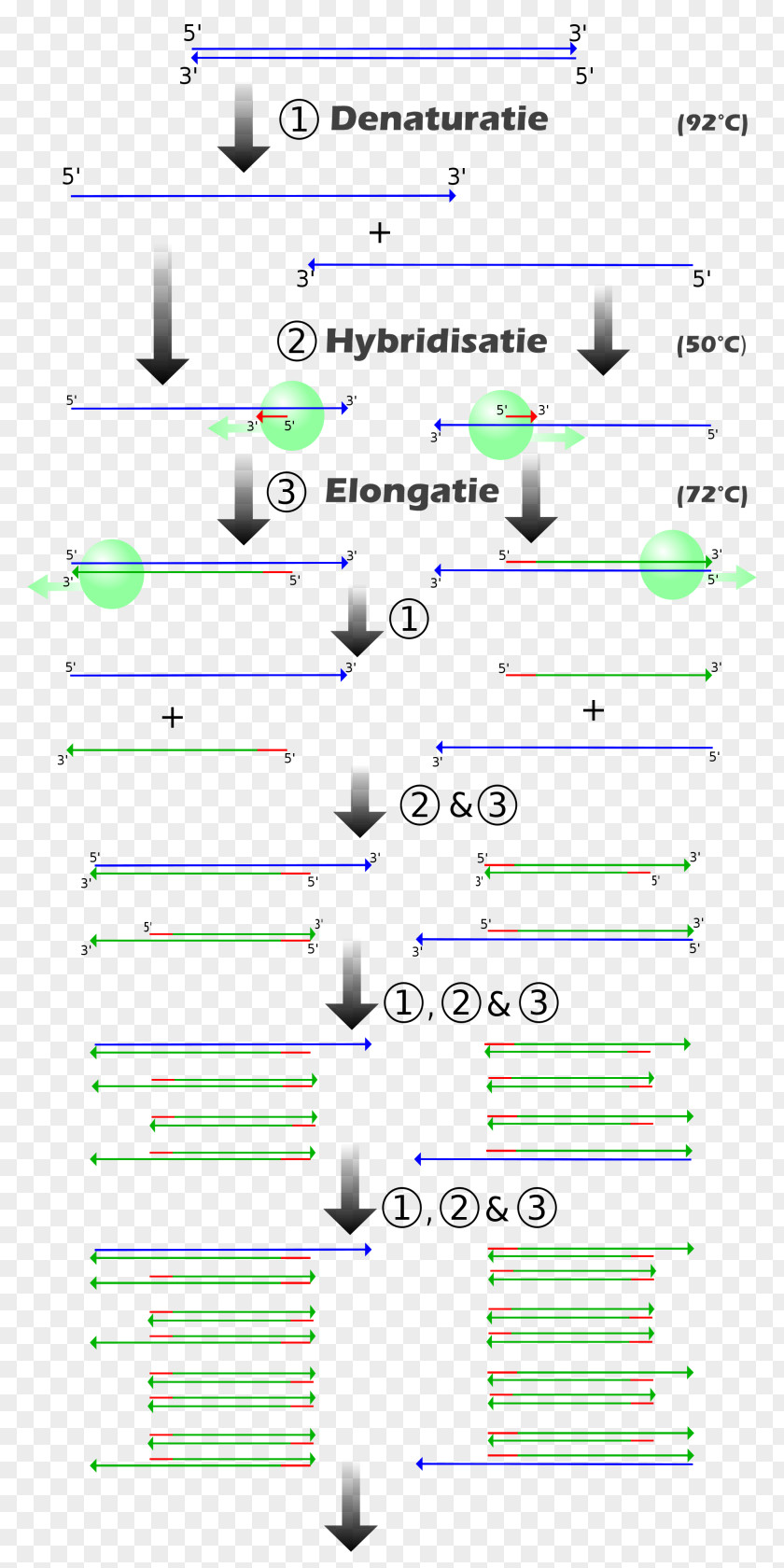 Real-time Polymerase Chain Reaction ENCODE Genetics PNG