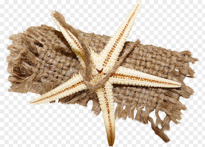 Starfish Photography Clip Art PNG
