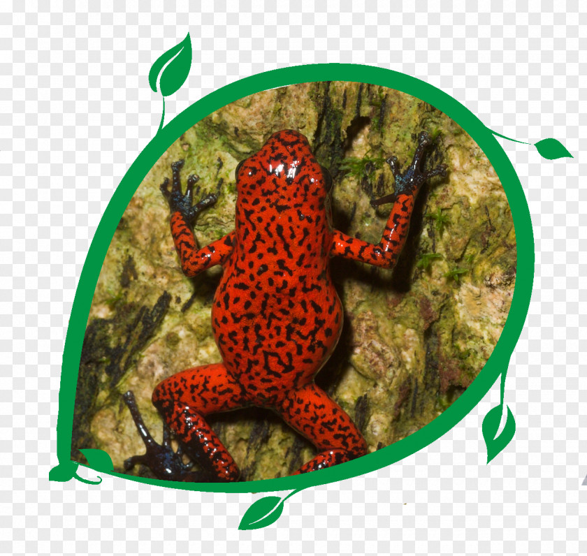 Toad True Frog Marine Biology Fauna PNG