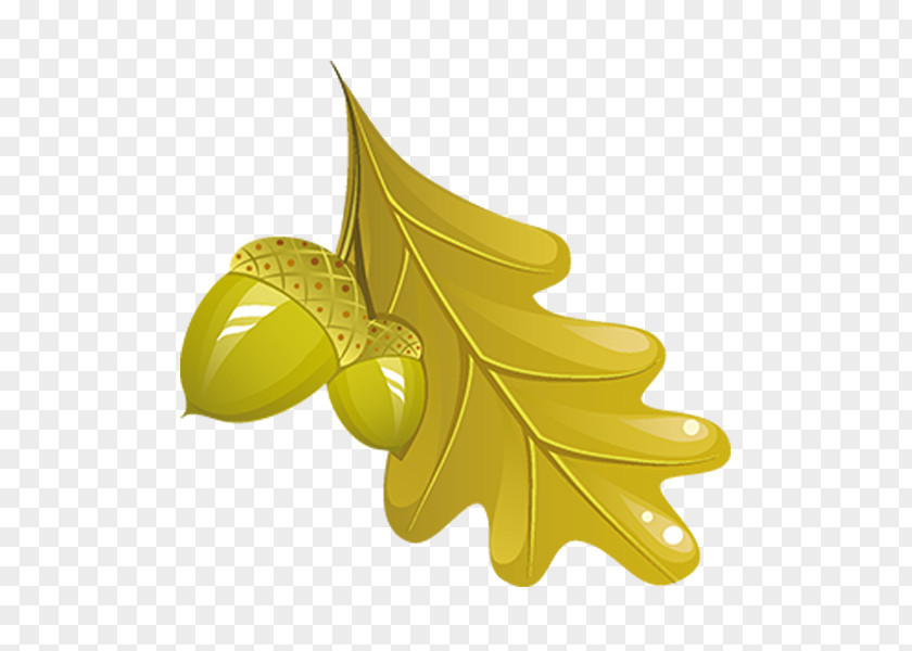 Acorn Autumn Icon PNG