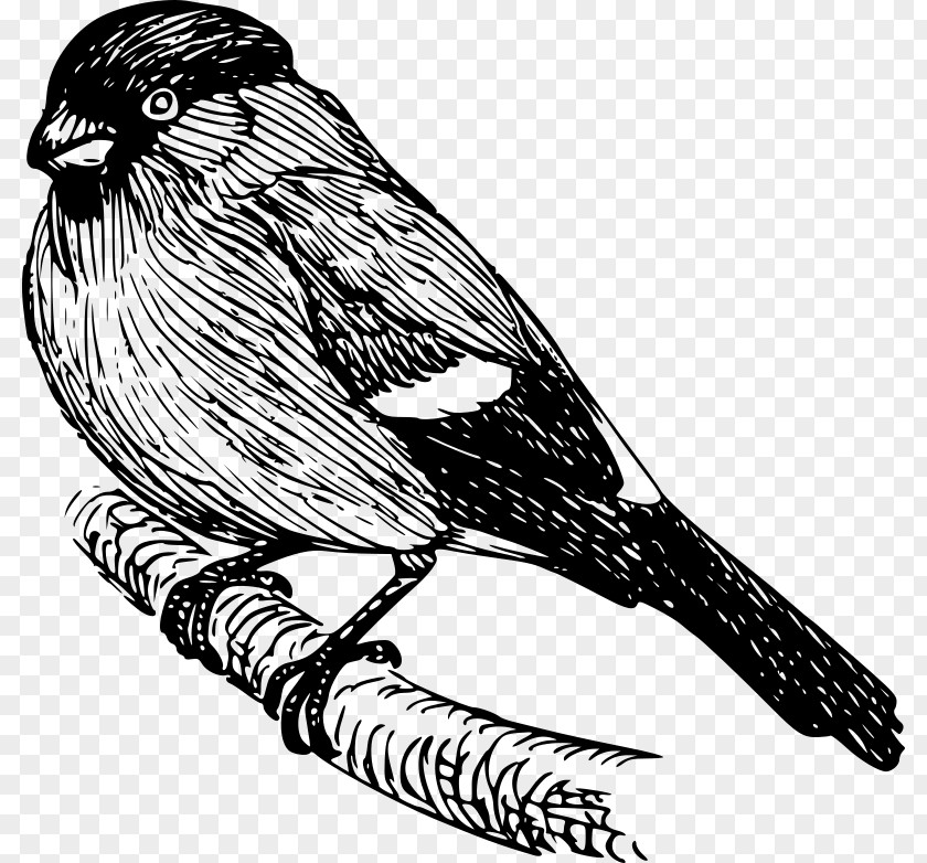 Bullfinch Finch Drawing Clip Art PNG