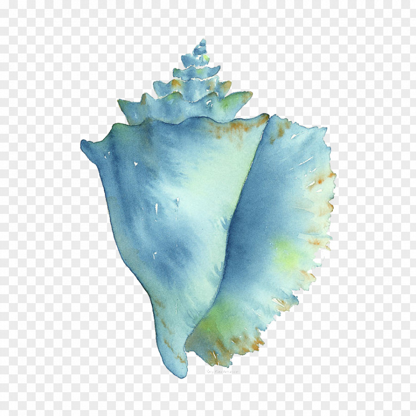 Conch Watercolor Painting Seashell Image PNG