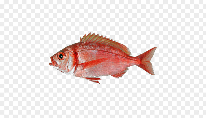 Fish Common Dentex Macrophthalmus Red Porgy Angolensis PNG