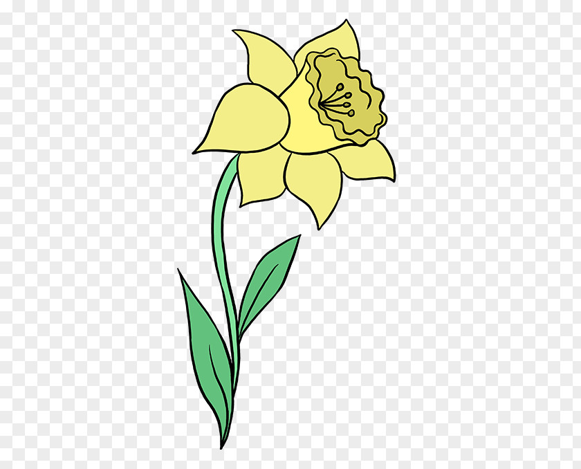 Pencil How To Draw Drawing Daffodil Botanical Illustration Watercolor Painting PNG