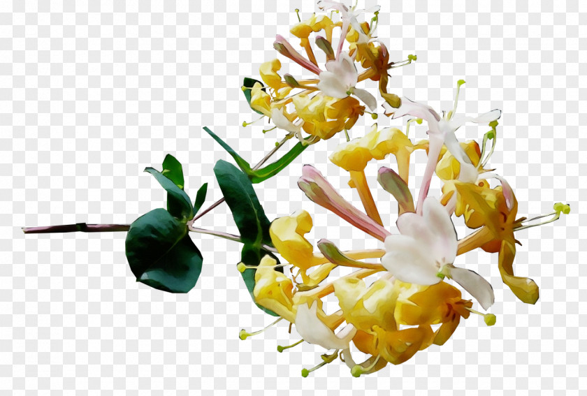 Perennial Plant Honeysuckle Family Flower Tree PNG