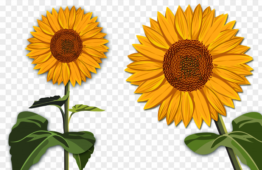 Sunflower Common Drawing Clip Art PNG
