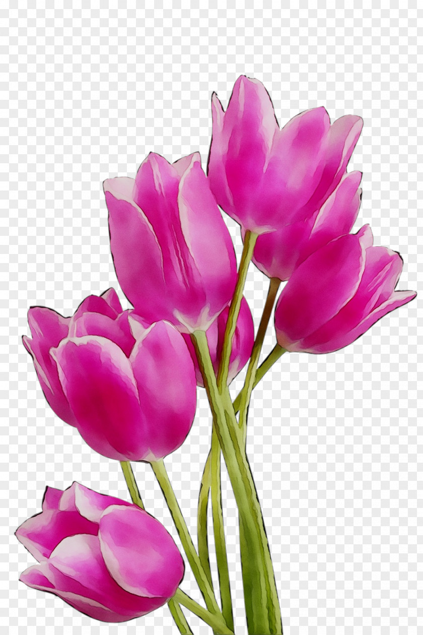 Tulip Clip Art Image Flower PNG