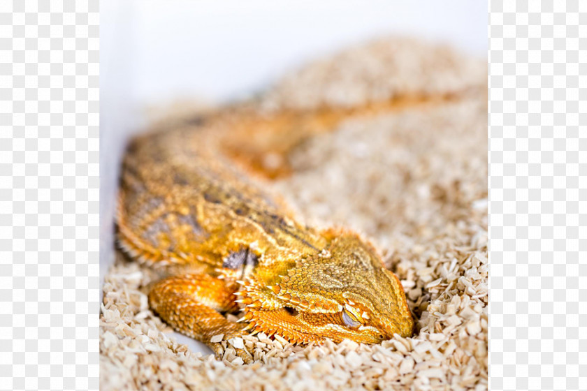 Bearded Dragon Reptile Lizard Snake Bird Sleep Cycle PNG