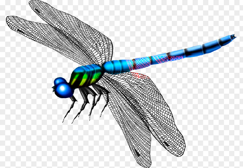 Dragonfly Butterfly Mosquito PNG